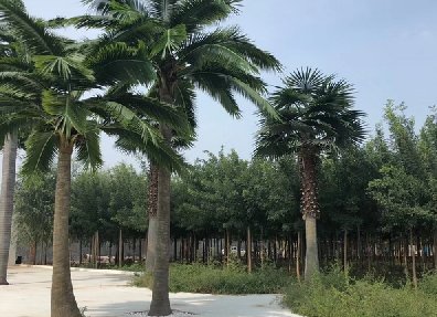 仿真樹耐寒