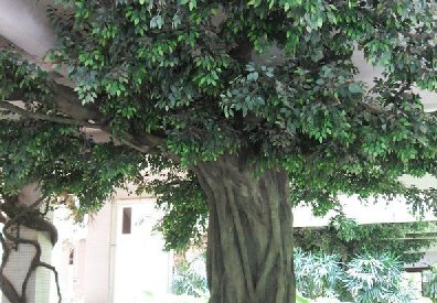 仿真樹包柱子工藝