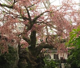 仿真梅花樹