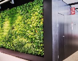 仿真植物墻保養(yǎng)