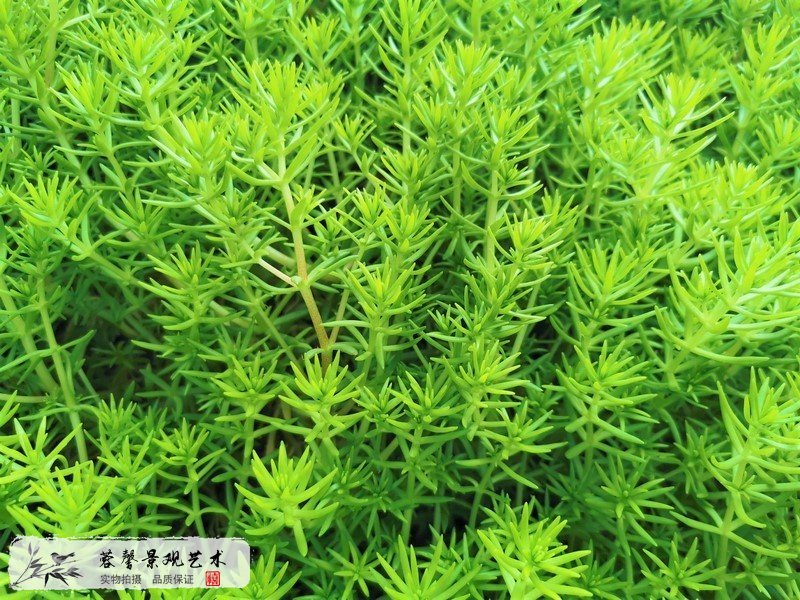 室外植物墻植物