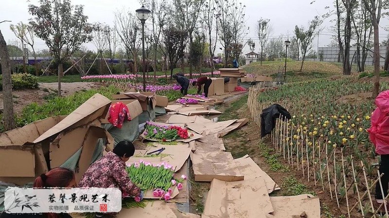 郁金香室外生態(tài)景觀