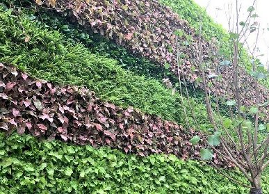 植物墻價(jià)值