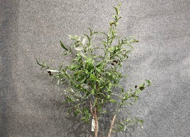 仿真橄欖樹(shù)