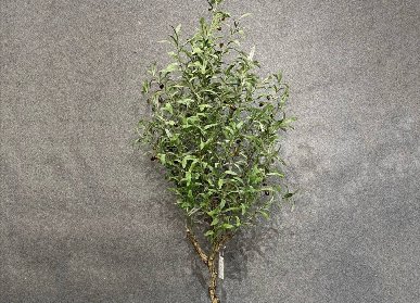 仿真橄欖樹(shù)