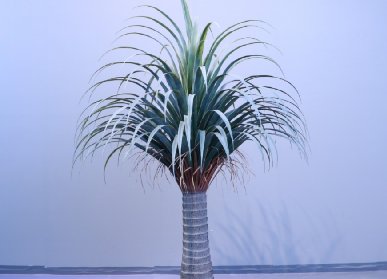 仿真龍血樹